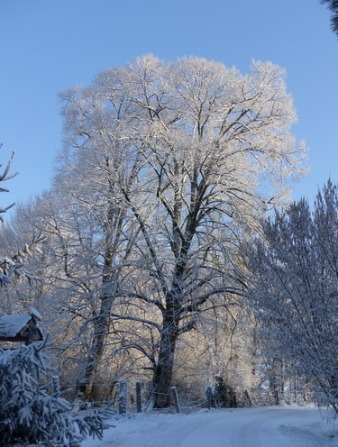 Arbre dans son habit hivernal en Corrèze